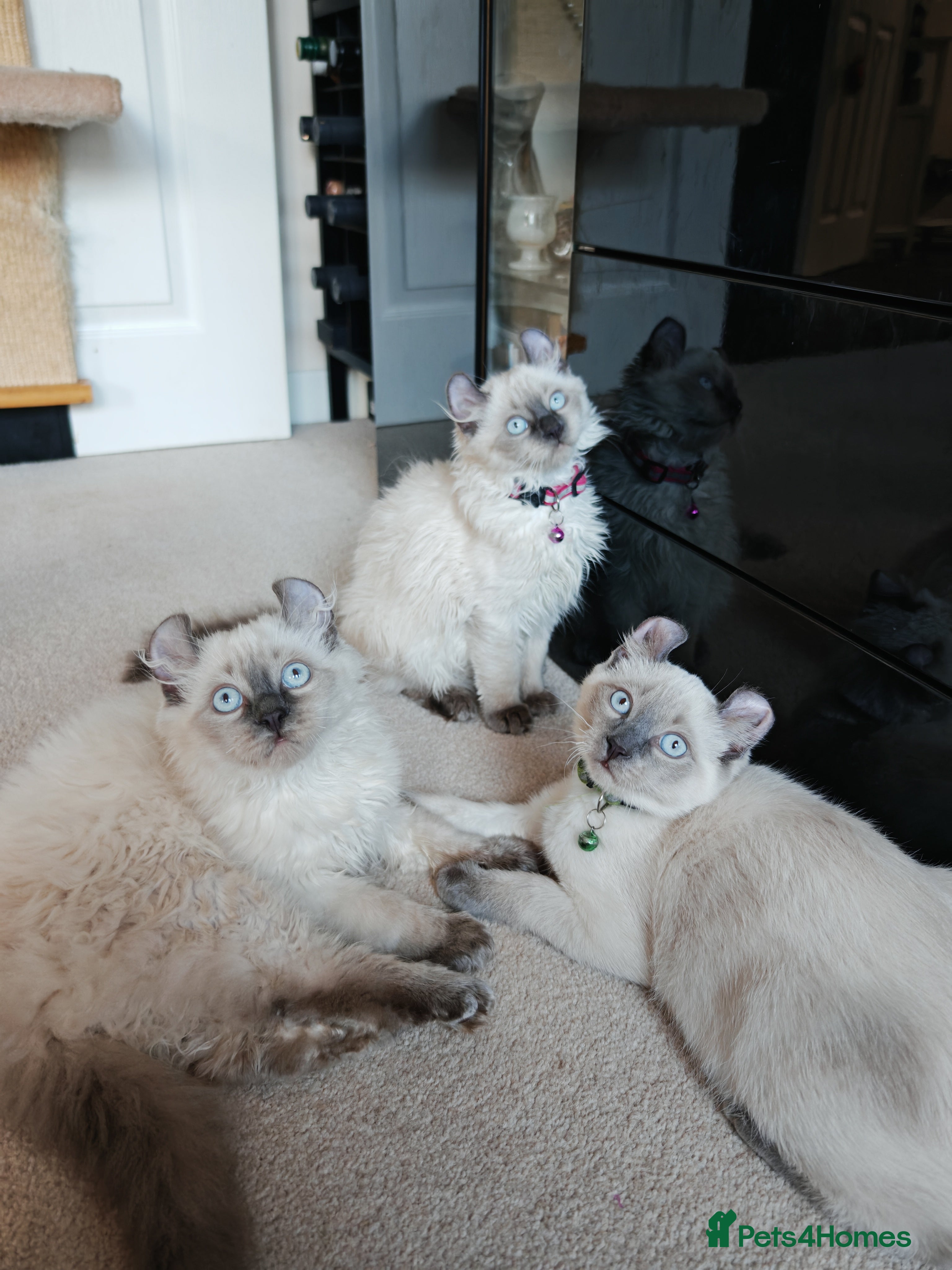 American Curl cats RARE, Unique, Affectionate American Curl Kittens!  - Advert 1