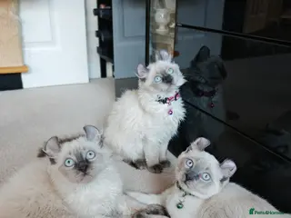 American Curl cats RARE, Unique, Affectionate American Curl Kittens! - Advert 3