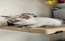 Ragdoll cats for sale: Stunning Ragdoll boys avalible  - Image 8