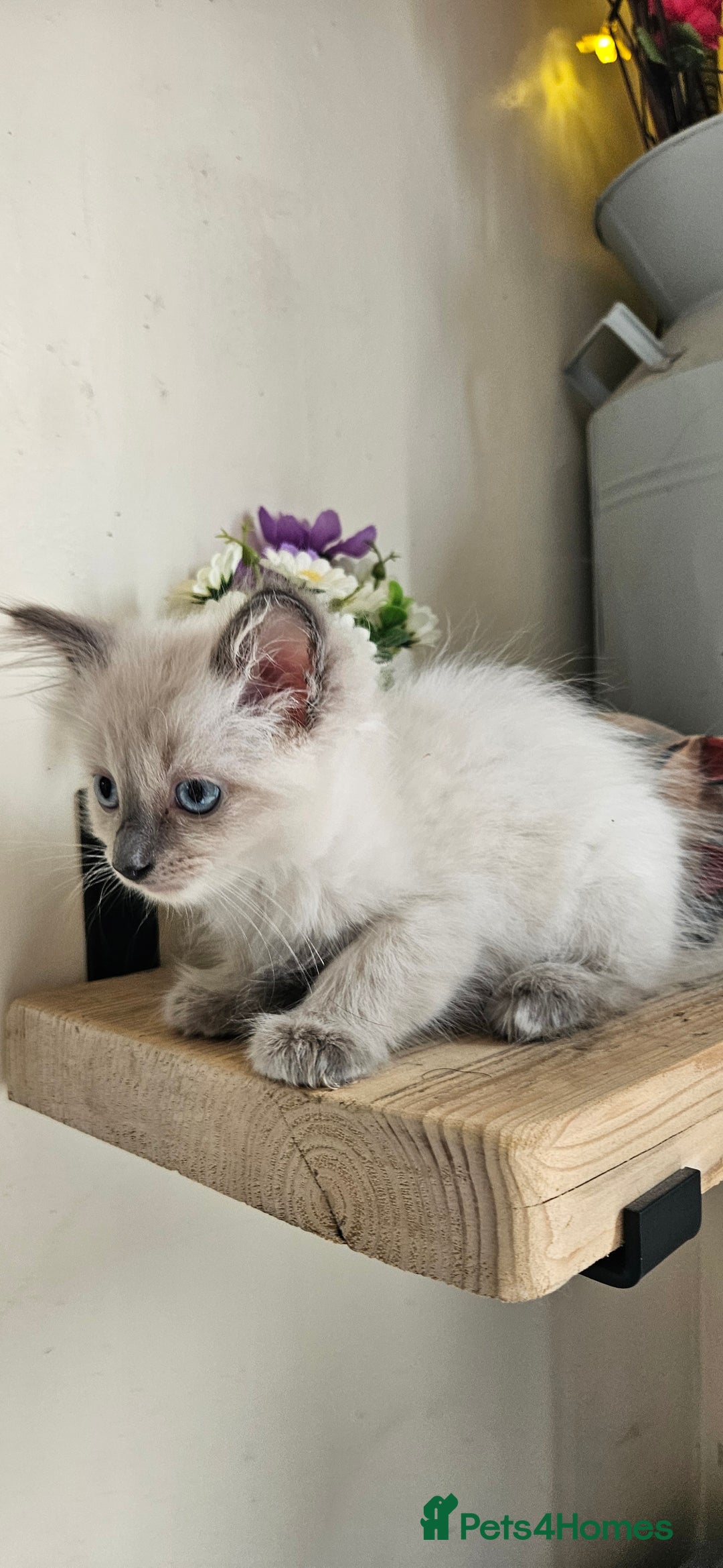 Ragdoll cats for sale: Stunning Ragdoll boys avalible  - Image 8