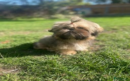 Shih Tzu dogs for sale: ❤️ Wilson has now joined his forever family ❤️ - Image 3