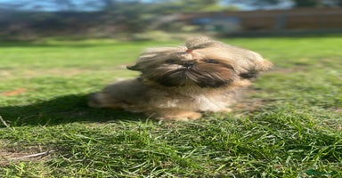 Shih Tzu dogs - Advert 3