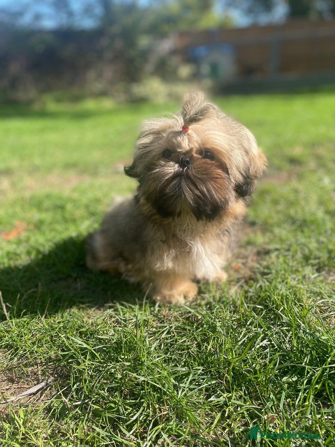 Shih Tzu dogs for sale: ❤️ Wilson has now joined his forever family ❤️ - Image 3