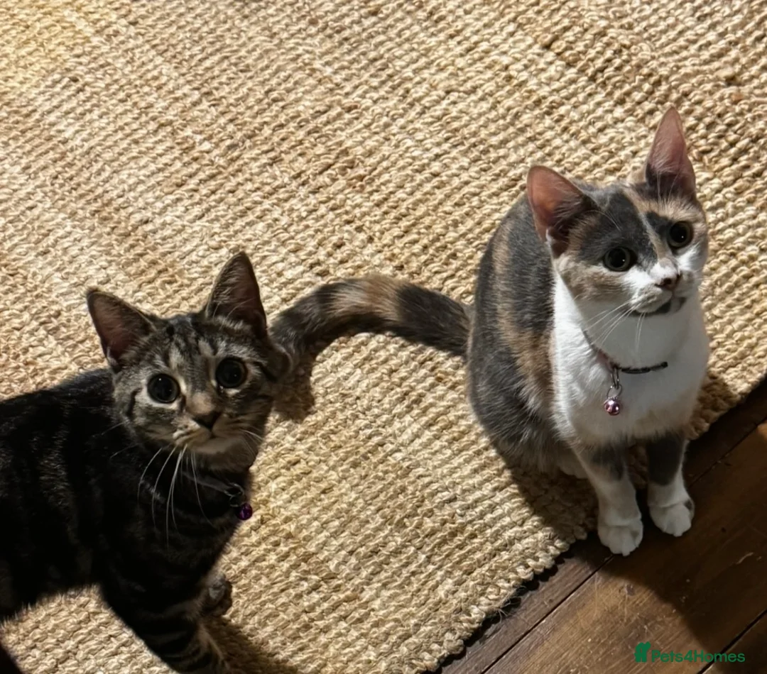 Mixed Breed cats for sale: 2 friendly female cats  - Advert 1