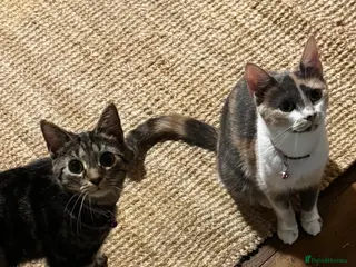 Mixed Breed cats 2 friendly female cats - Advert 3