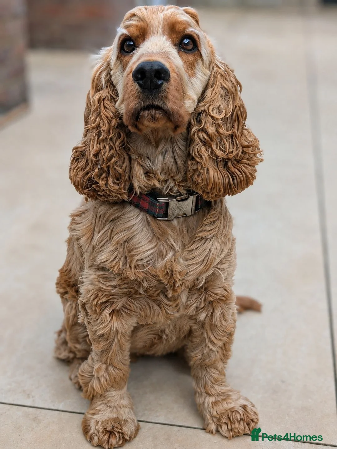 Cocker Spaniel dogs for sale: Experienced Confident Home Required  - Advert 1