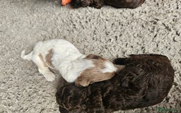 Cockapoo dogs for sale: Cockapoo puppies - Image 14