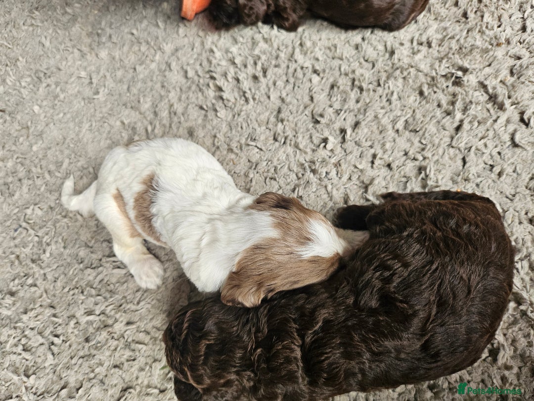 Cockapoo dogs for sale: Cockapoo puppies - Image 14