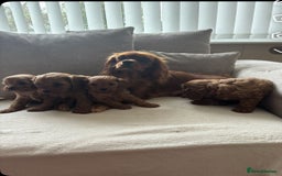 Cavapoo dogs for sale: Cava poo puppies, Ruby Red - Image 11
