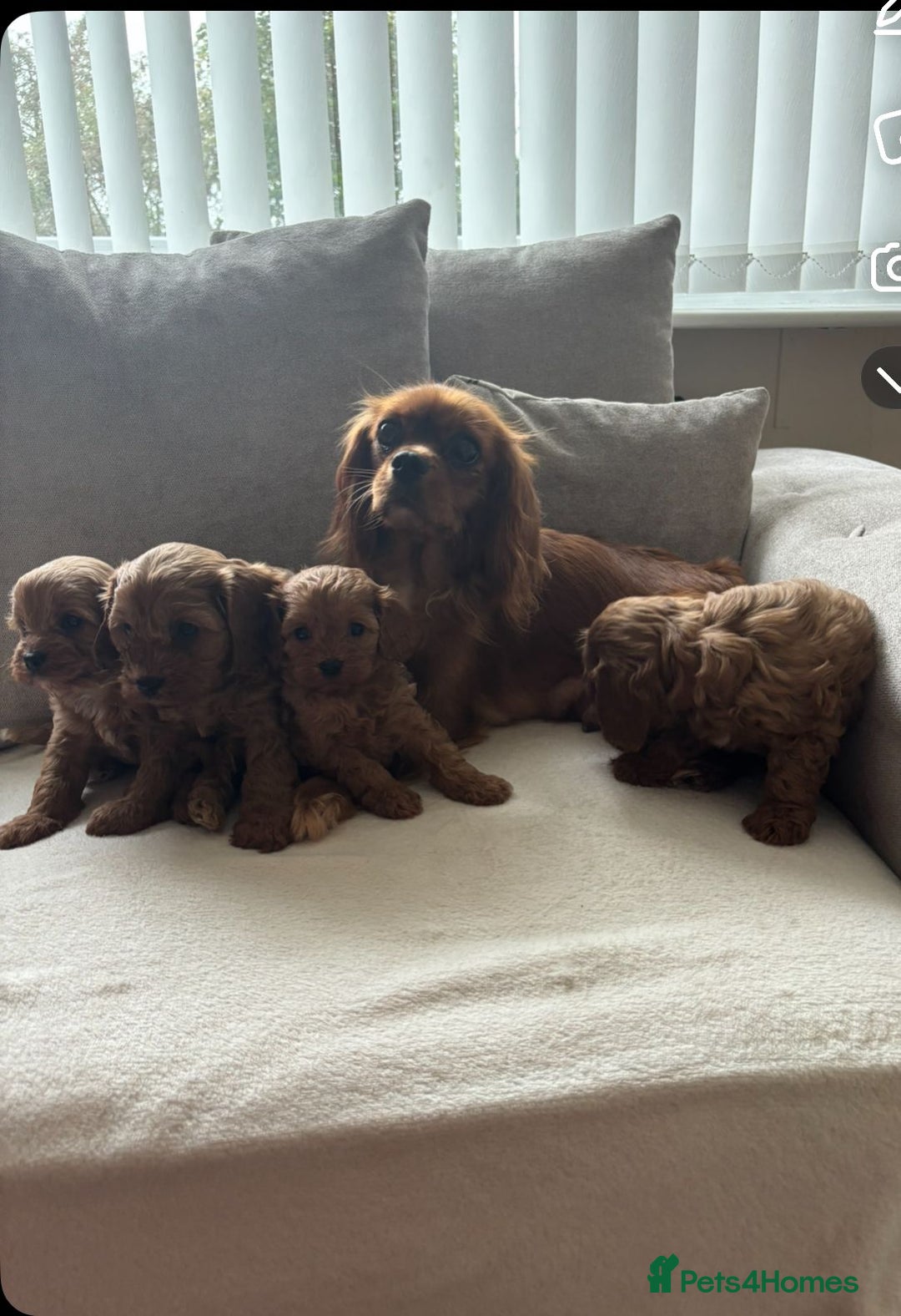 Cavapoo dogs for sale: Cava poo puppies, Ruby Red - Image 11