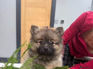 Pomeranian dogs - Advert 6