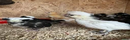 Mixed Breed poultry for sale: Ducks, ducklings, pullets, chicks - Advert 16