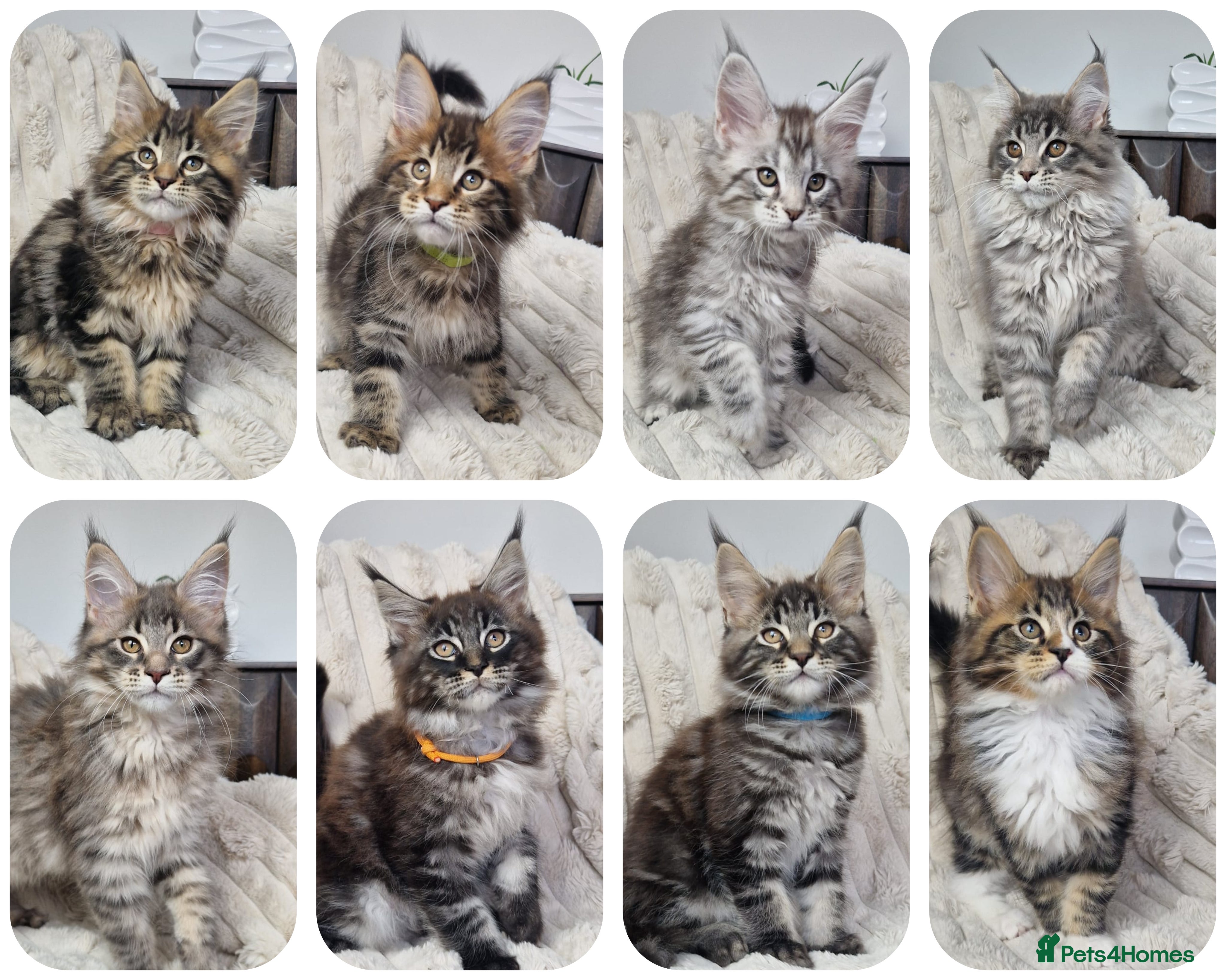 Maine Coon cats  TICA registered maine coon kittens - Advert 5