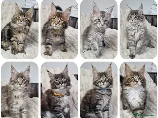 Maine Coon cats TICA registered maine coon kittens - Advert 5