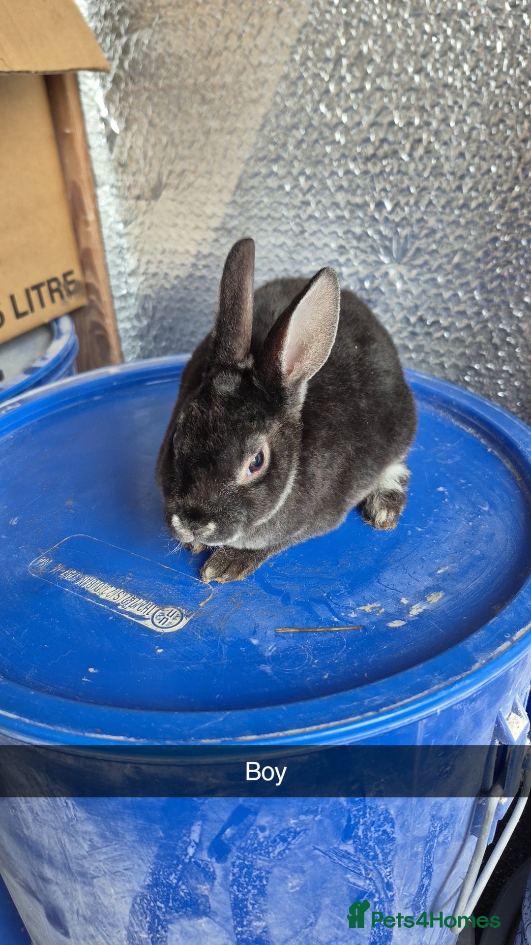 Rex rabbits for sale: Mini Rex Baby Rabbits - Advert 5