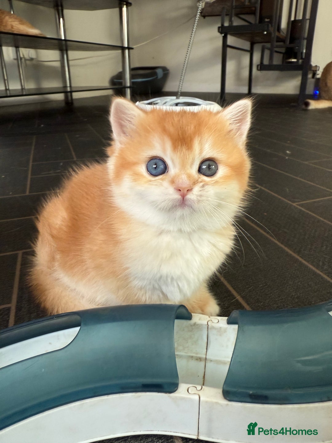 British Shorthair cats for sale: GCCFreg BSH & BLH Chocolate & Black Golden Kittens - Advert 26