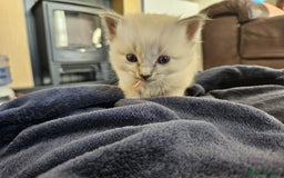 Ragdoll cats for sale: 6 ragdoll kittens  - Image 18