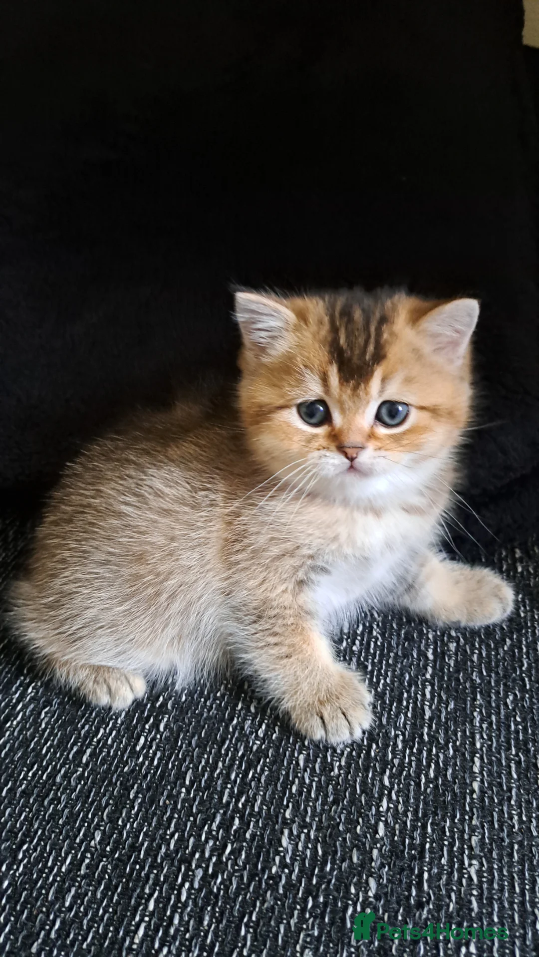 British Shorthair cats for sale: Beautiful microchiped, vaccinated boy - Advert 1