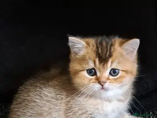 British Shorthair cats Beautiful microchiped, vaccinated boy - Advert 1