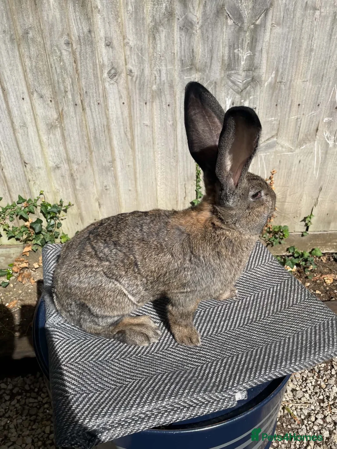 Continental Giant rabbits for sale: Male Continental German Giant Rabbit  - Advert 2