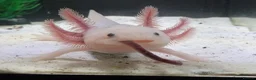 Axolotl reptiles for sale: Axolotls For Sale in Lymington - Advert 4