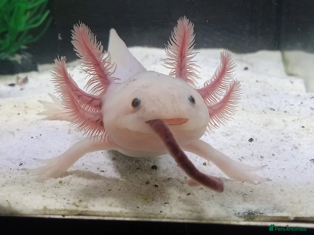 Axolotl reptiles for sale: Axolotls For Sale in Lymington - Advert 4