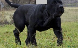 Presa Canario dogs for sale: Presa canario puppies (recognised breeder) - Image 2