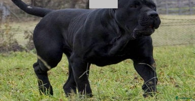 Presa Canario dogs - Advert 16