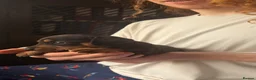 Jackshund dogs for sale: Beautiful Jackshund Puppies 2 Boys & 2 Girls 🐶❤️ in Southam - Advert 20