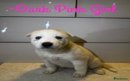 Siberian Husky dogs for sale: Husky Puppies 🩵🩷 - Image 14