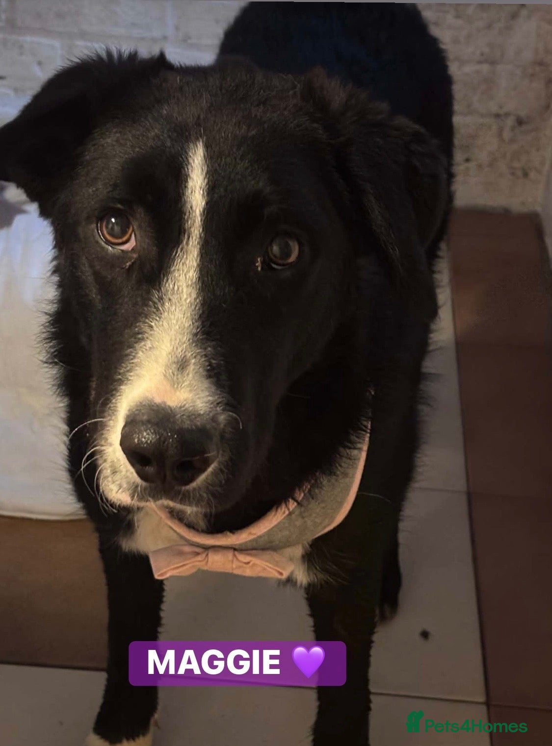 Mixed Breed dogs BEAUTIFUL MAGGIE 💜 - Advert 1