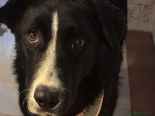 Mixed Breed dogs for adoption: BEAUTIFUL MAGGIE 💜 - Advert 1