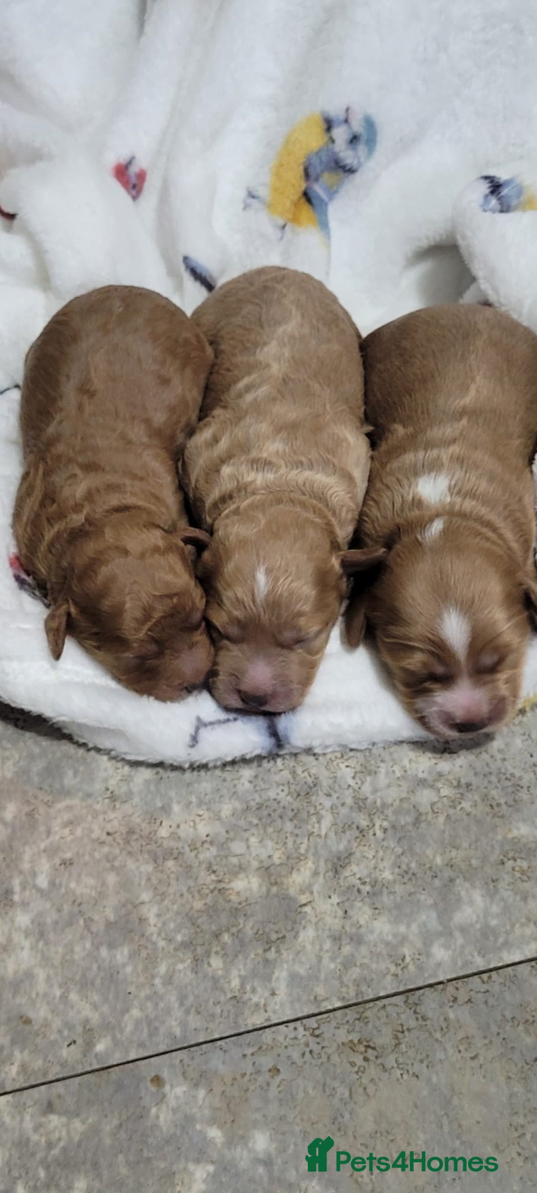 Cockapoo dogs for sale: Beautiful Cockapoo puppies  - Image 3
