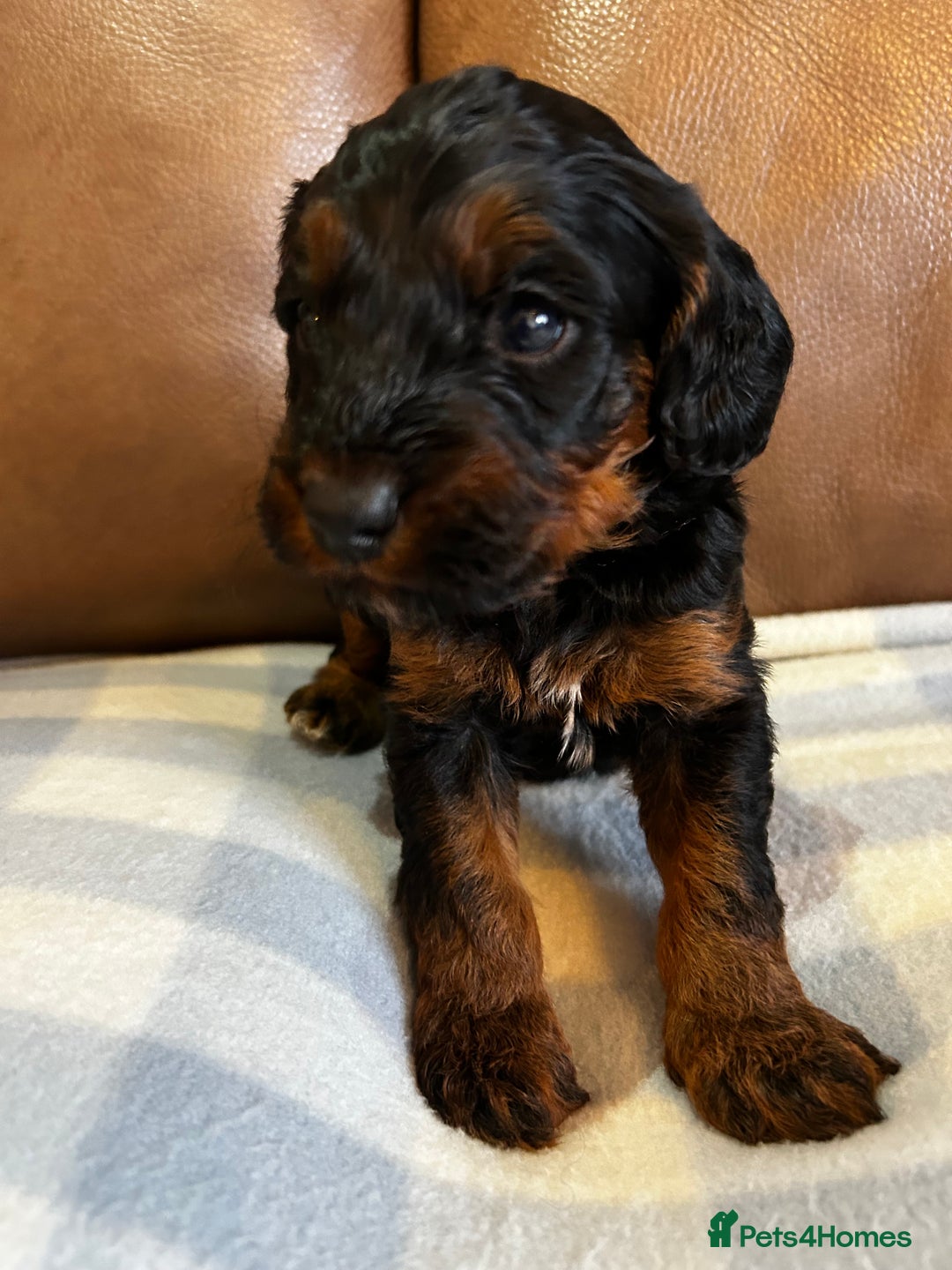 Cockapoo dogs for sale: Toy Cockapoo’s  - Advert 2