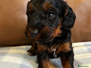 Cockapoo dogs Toy Cockapoo’s - Advert 4