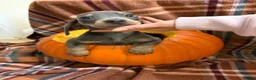 Miniature Dachshund dogs for sale: Dachshund Puppies - Advert 8
