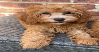Maltipoo dogs - Advert 3