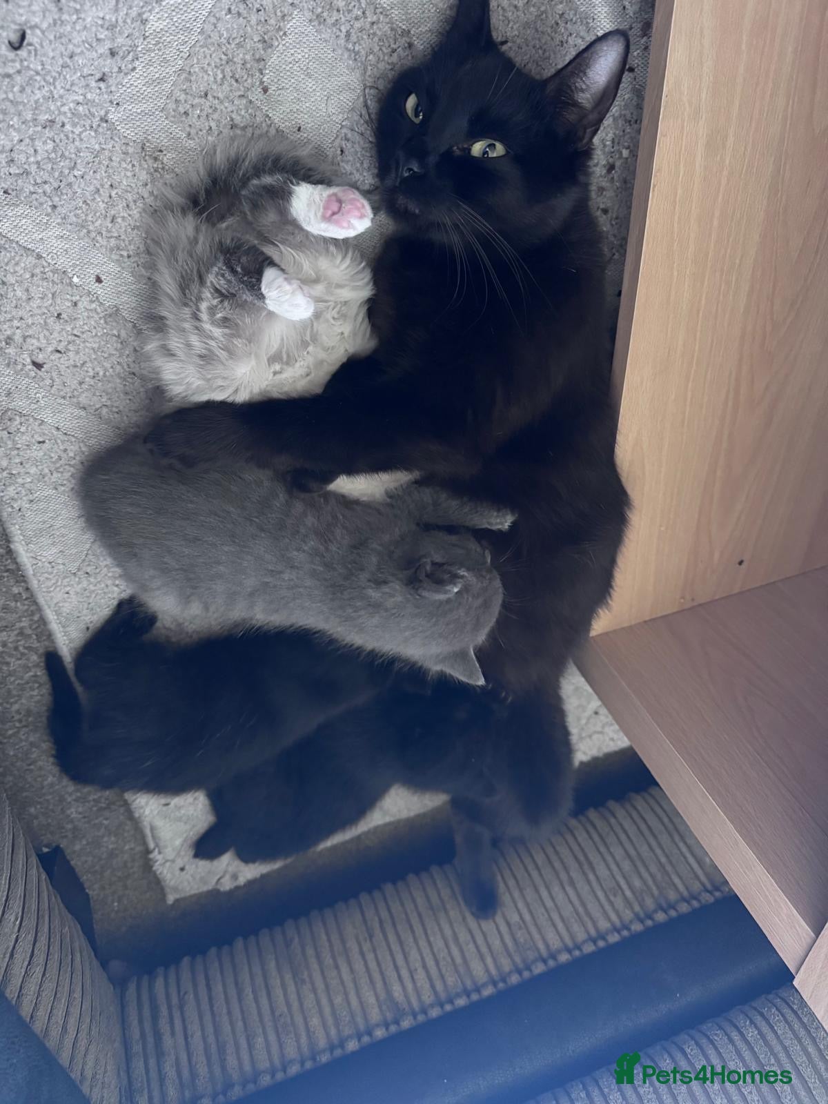 Mixed Breed cats Beautiful kittens - Advert 2