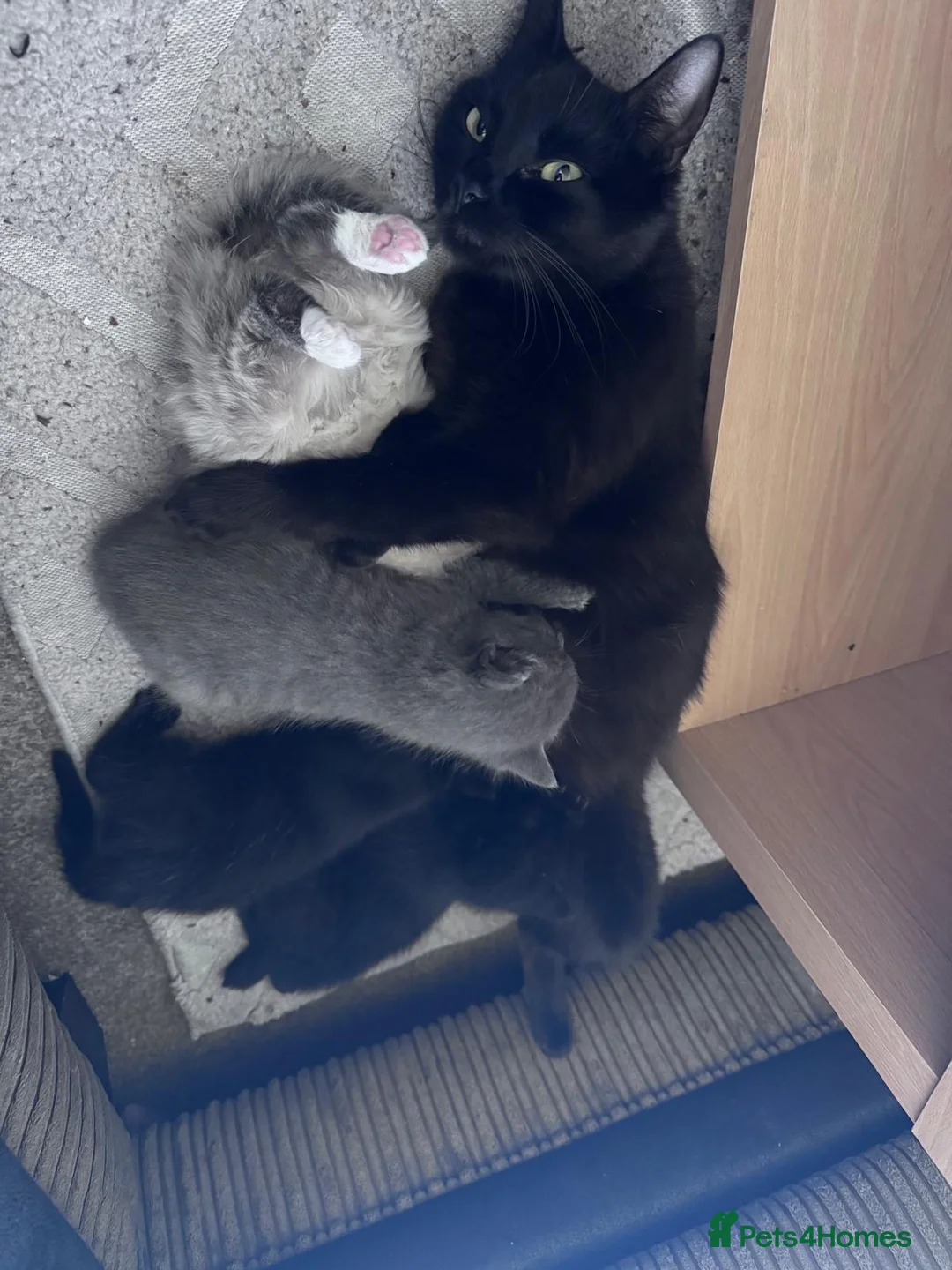 Mixed Breed cats for sale: Beautiful kittens - Advert 1