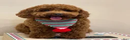 Cavapoo dogs for sale: Fox Red F1 Cavapoo’s  in Halifax - Advert 13