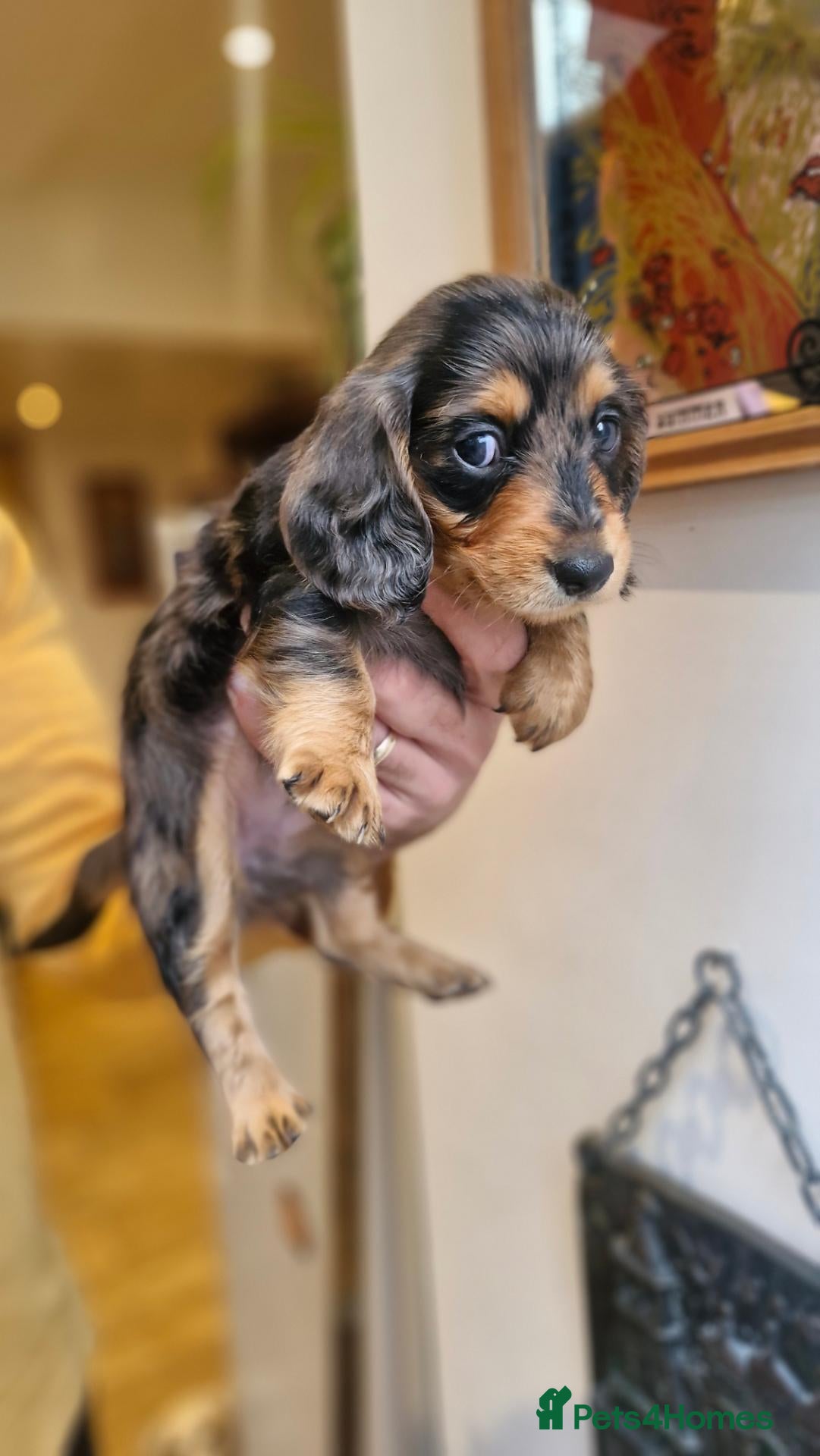 Dachshund dogs Beautiful dapple daschunds - Advert 1