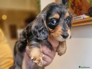 Dachshund dogs Beautiful dapple daschunds - Advert 1