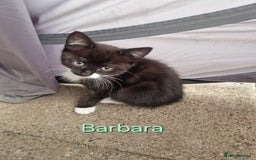Maine Coon cats for sale: Maine Coon Cross  - Image 9