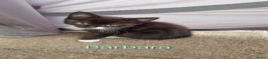 Barbara