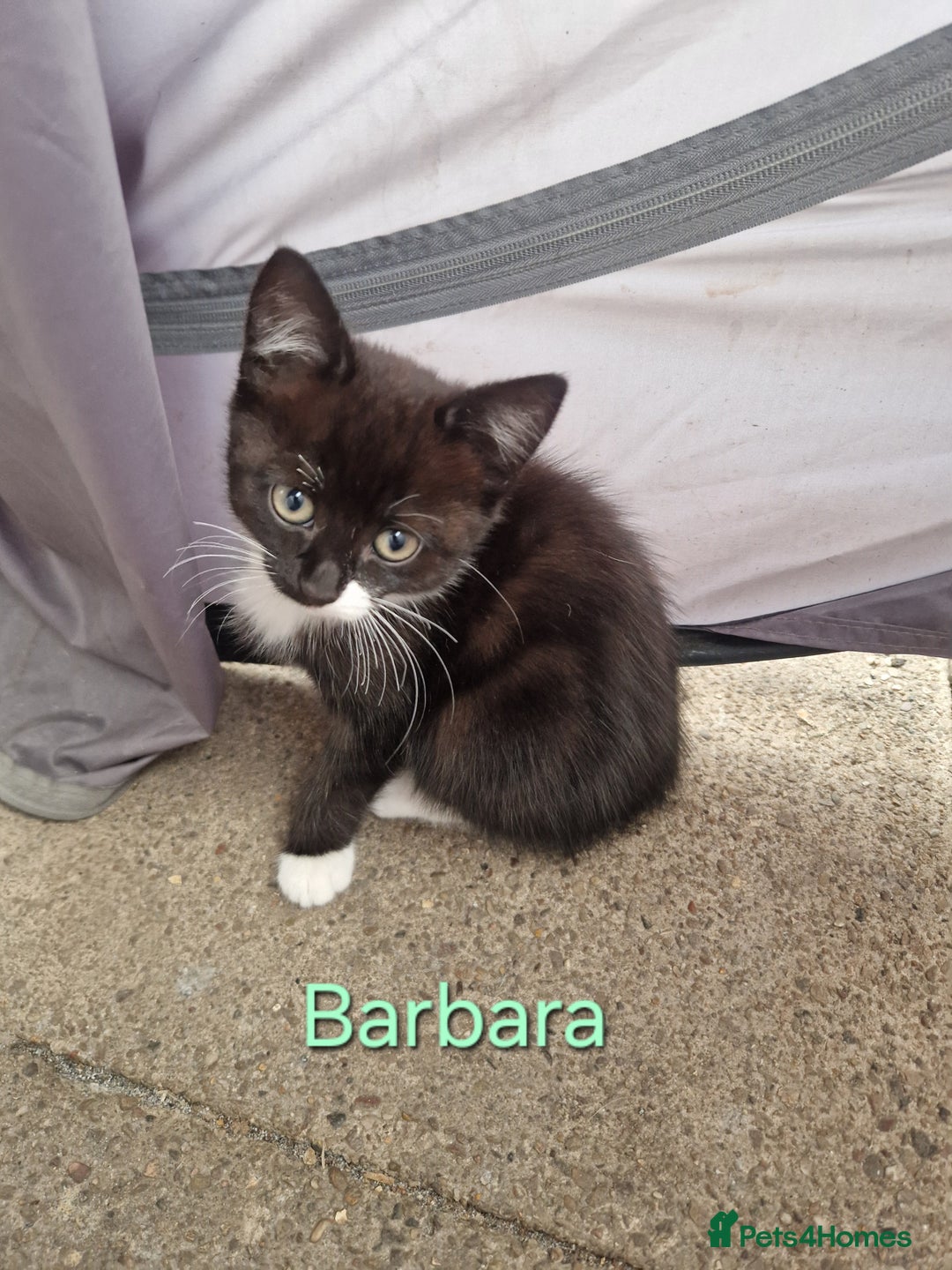 Maine Coon cats for sale: Maine Coon Cross  - Image 9
