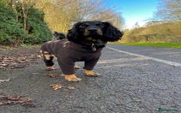 Cockapoo dogs for sale: Reggie Looking For A New Home  6 yr old Cockerpoo  - Image 5