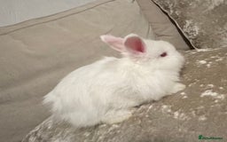 Angora rabbits for sale: 2 angora does for sale to loving home  - Image 3