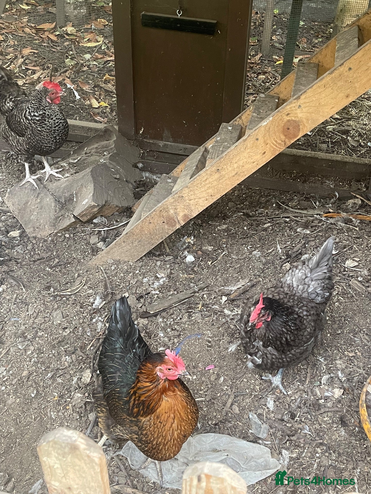 Chickens poultry Chicken for sale  - Advert 4