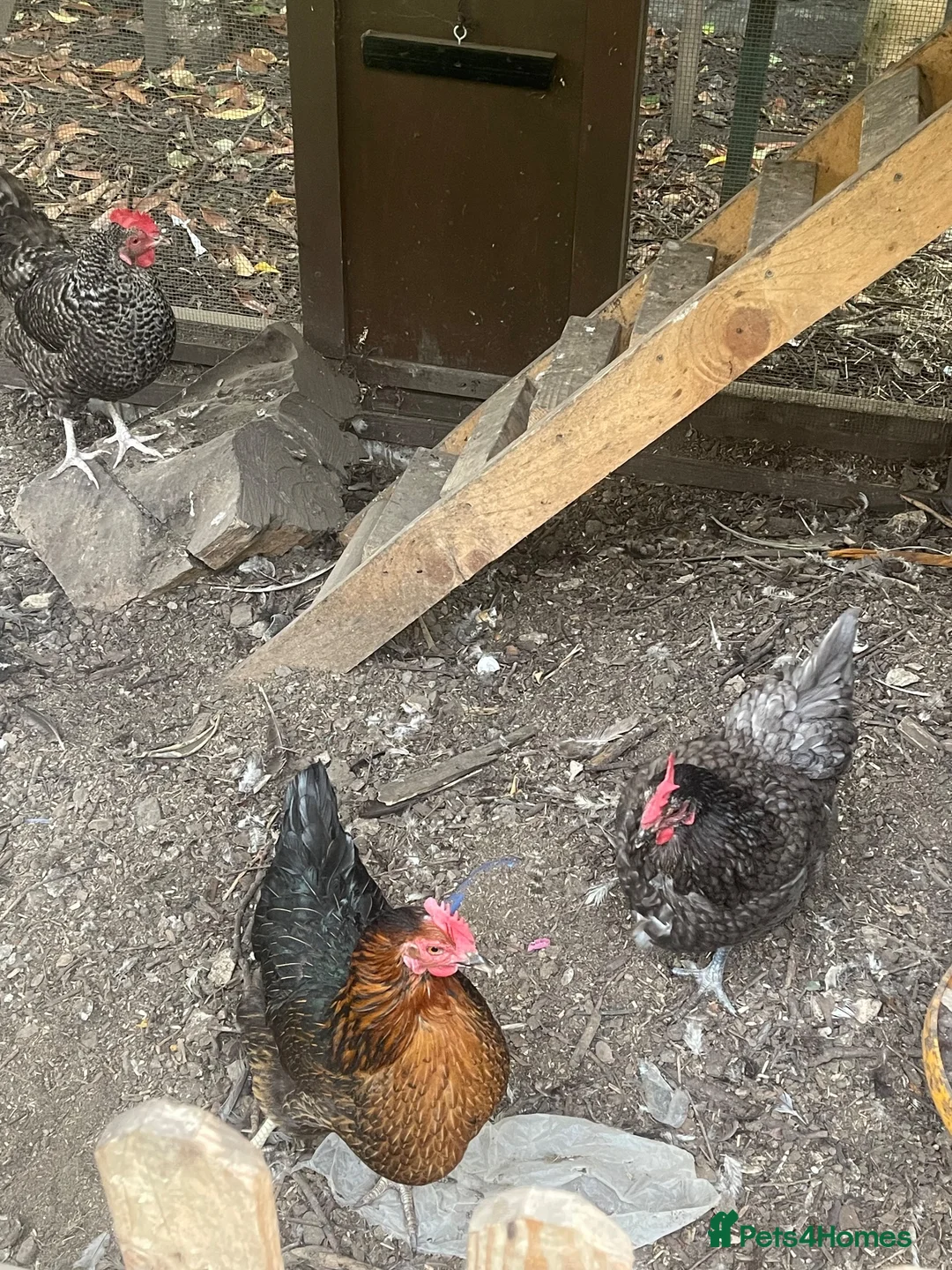 Chickens poultry for sale: Chicken for sale  in Dewsbury - Advert 1