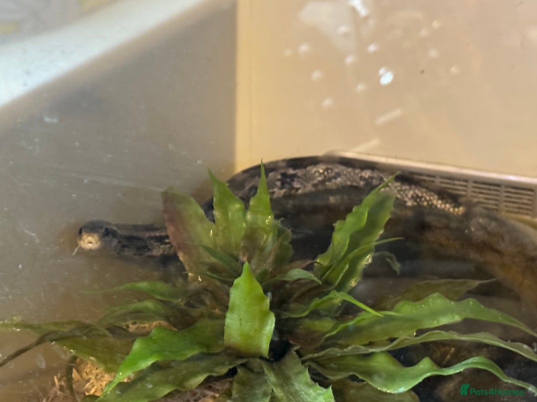 Corn Snake reptiles for sale: Female corn snake - Image 2
